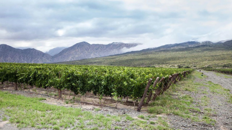 Finca La Ciénaga: Valle del Zonda; obtiene la IG del vino.
